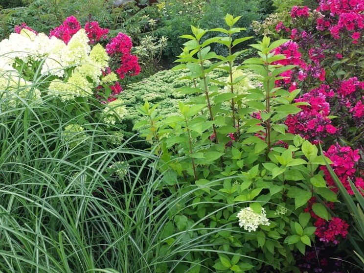 100 plantas: doy consejos sobre plantas hermosas y confiables 3