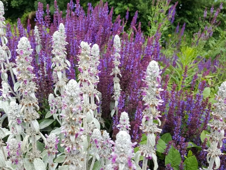100 plantas: doy consejos sobre plantas hermosas y confiables 4