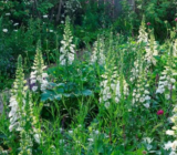 RHS Chelsea Flower Show 2019 Insights (II): plantas y materiales