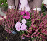 Brezo en macetas con otras plantas: 4 combinaciones de colores