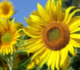 El girasol como símbolo de la vida en Ucrania: crezcamos juntos