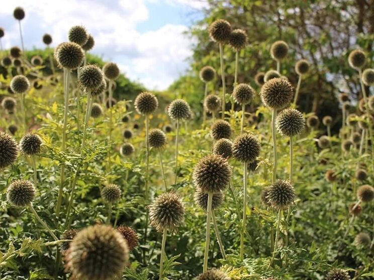 5 plantas resistentes a la sequía: ideas para un jardín de flores sin riego - 3