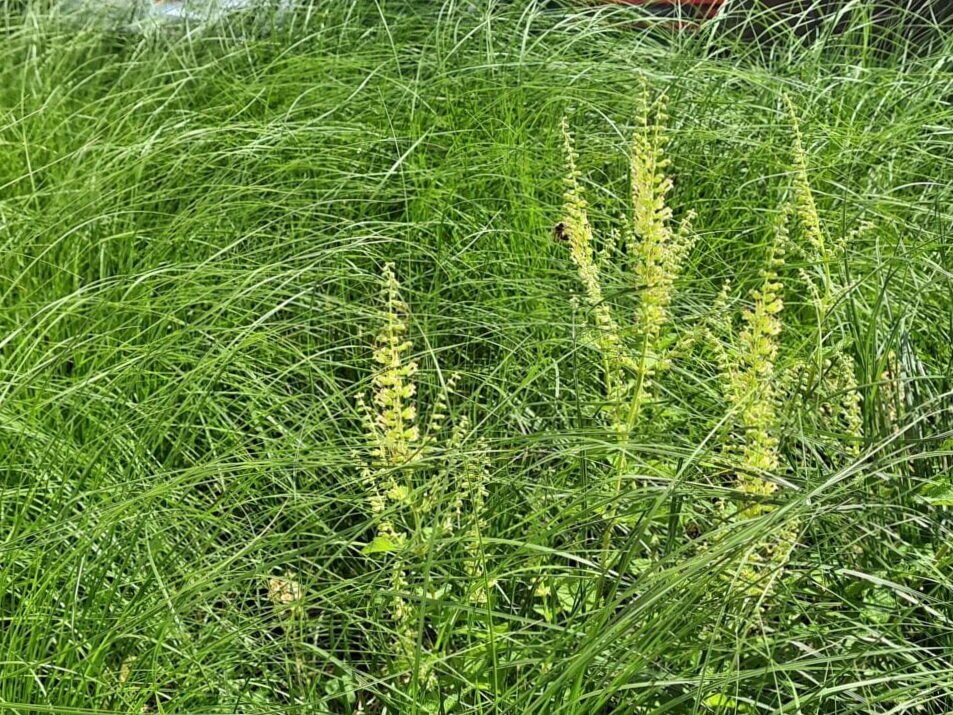 Agracejo del bosque: conozca una planta resistente para el jardín de flores a la sombra - 2