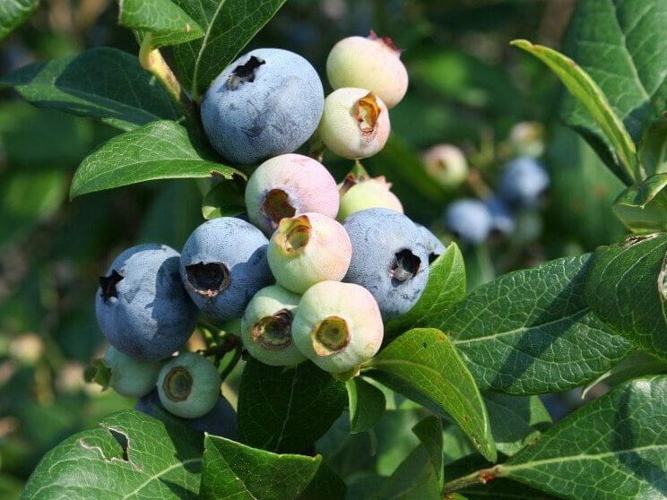 Arándanos en cultivo: que hacer para que el tuyo sea el más sabroso del mundo 2