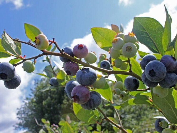 Arándanos en cultivo: que hacer para que el tuyo sea el más sabroso del mundo 3
