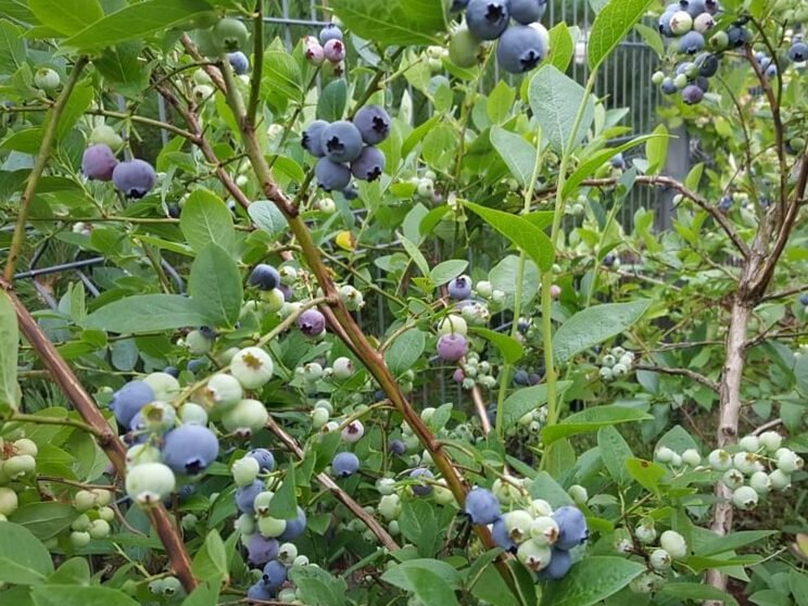 Arándanos en cultivo: que hacer para que el tuyo sea el más sabroso del mundo 4