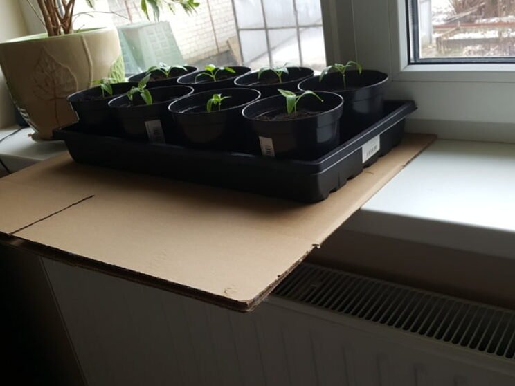 Cómo cultivar plántulas - pequeños trucos para hacerlas fuertes / Geltonas Karutis 2
