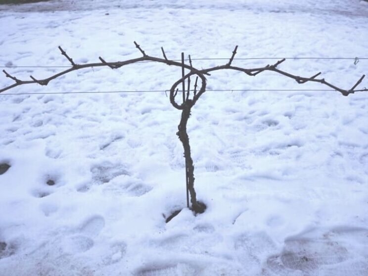Cómo podar uvas en primavera: instrucciones con fotos. 4