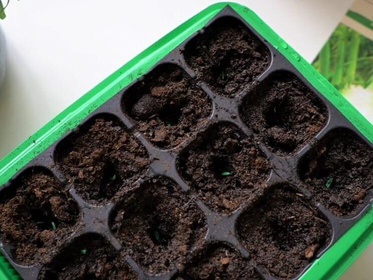 Cultivar hinojo + un truco para aumentar el rendimiento 4