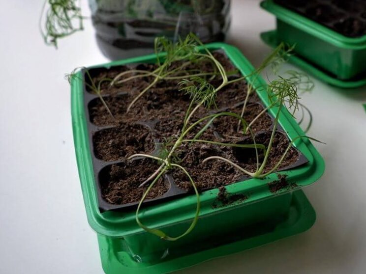 Cultivar hinojo + un truco para aumentar el rendimiento 5
