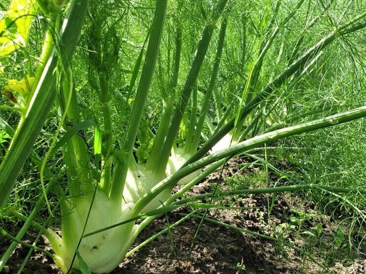Cultivar hinojo + un truco para aumentar el rendimiento 6