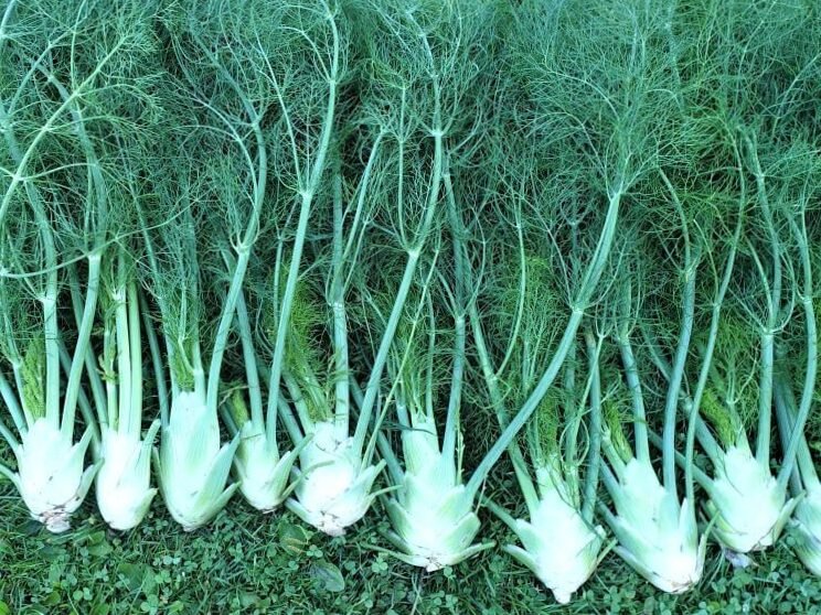 Cultivar hinojo + un truco para aumentar el rendimiento 7