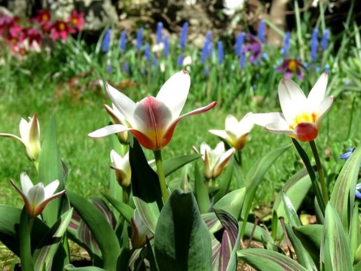 Cultivar mil tulipanes en terrenos privados: fotos y consejos. 3