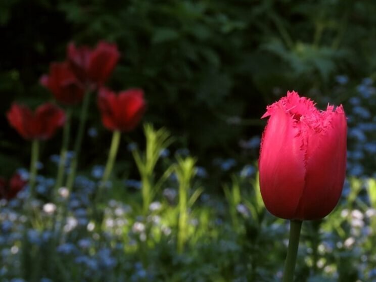 Cultivar mil tulipanes en terrenos privados: fotos y consejos. 4