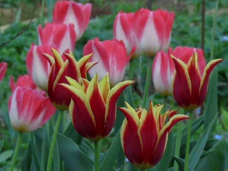 Cultivar mil tulipanes en terrenos privados: fotos y consejos. 5