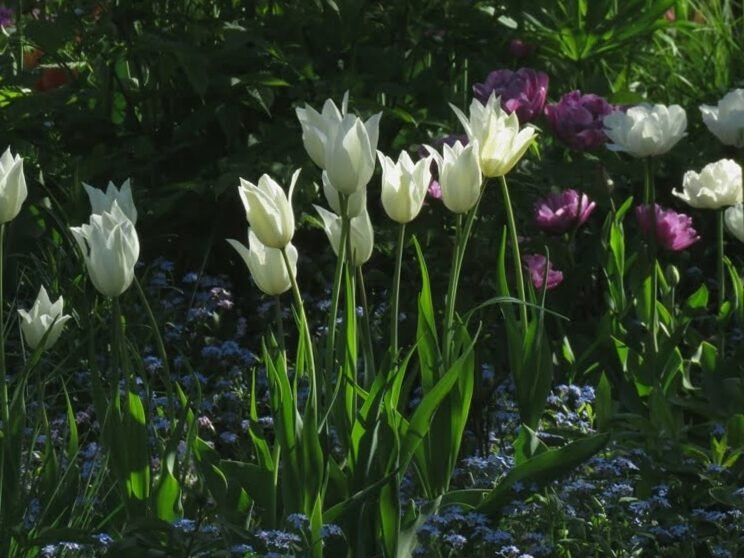 Cultivar mil tulipanes en terrenos privados: fotos y consejos. 6