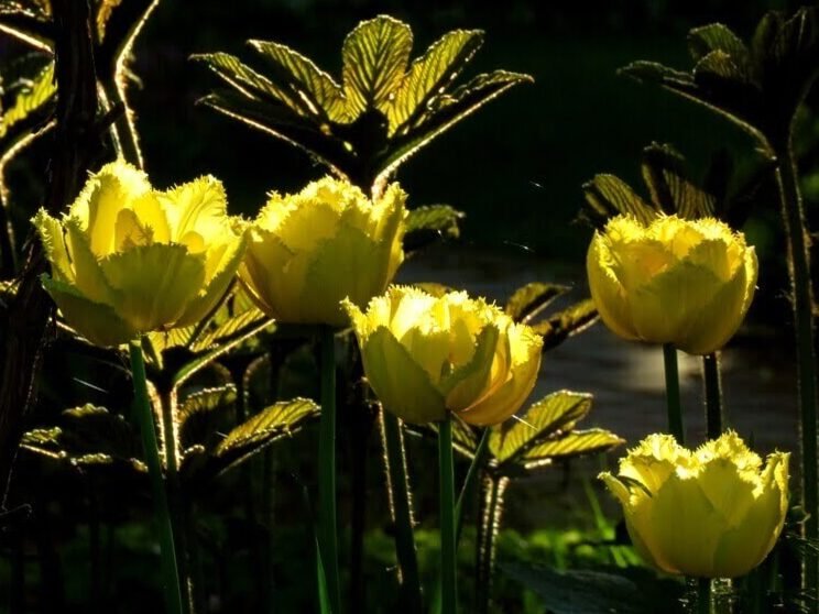 Cultivar mil tulipanes en terrenos privados: fotos y consejos. 7