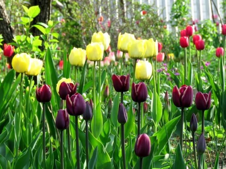 Cultivar mil tulipanes en terrenos privados: fotos y consejos. 8