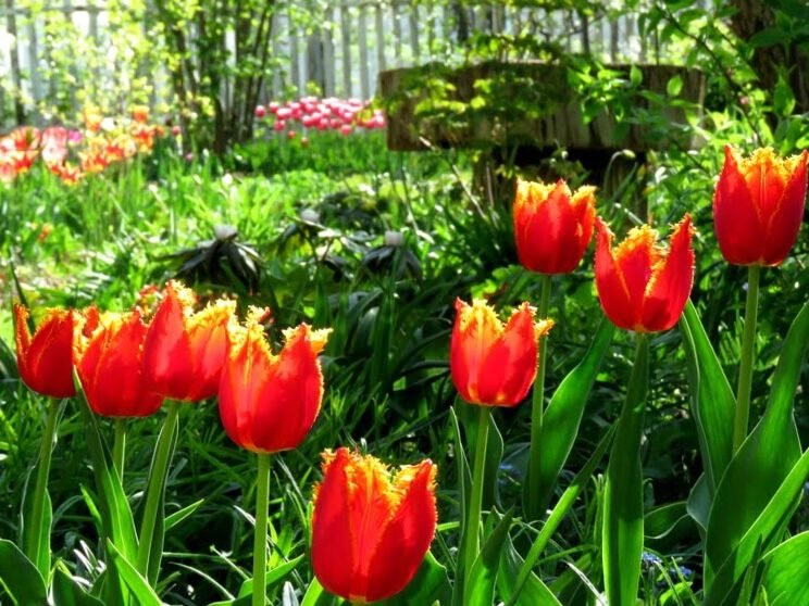 Cultivar mil tulipanes en terrenos privados: fotos y consejos. 9