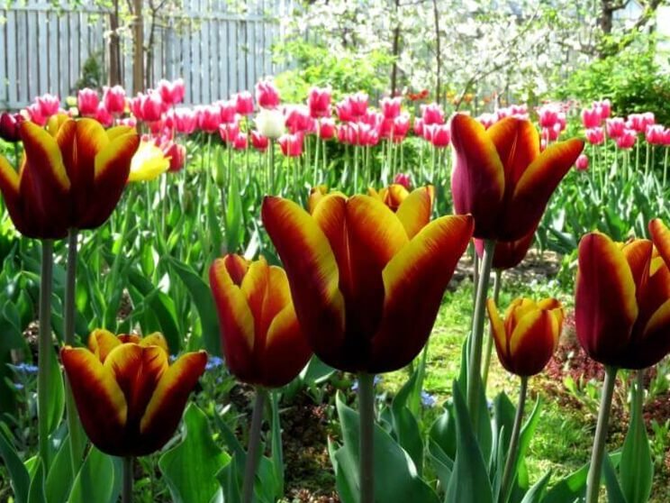 Cultivar mil tulipanes en terrenos privados: fotos y consejos. 10