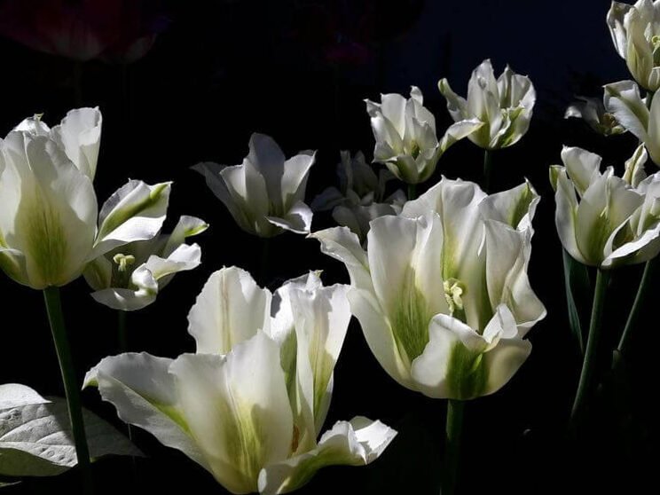 Cultivar mil tulipanes en terrenos privados: fotos y consejos. 11