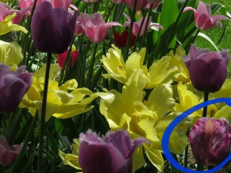 Cultivar mil tulipanes en terrenos privados: fotos y consejos. 12