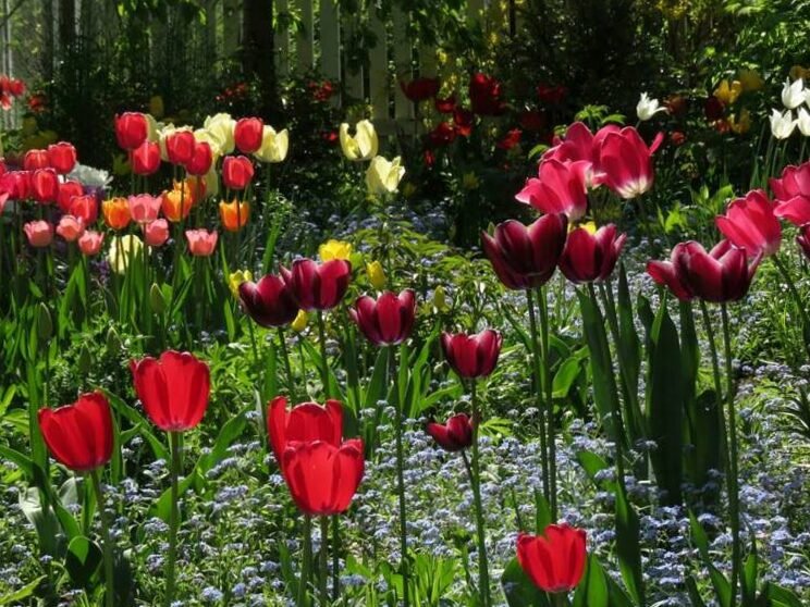 Cultivar mil tulipanes en terrenos privados: fotos y consejos. 13