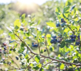 Arándanos en cultivo: que hacer para que el tuyo sea el más sabroso del mundo