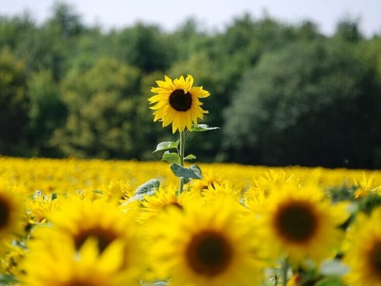 El girasol como símbolo de la vida en Ucrania: crezcamos juntos 3