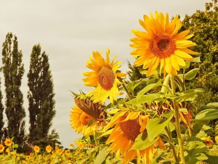 El girasol como símbolo de la vida en Ucrania: crezcamos juntos 4