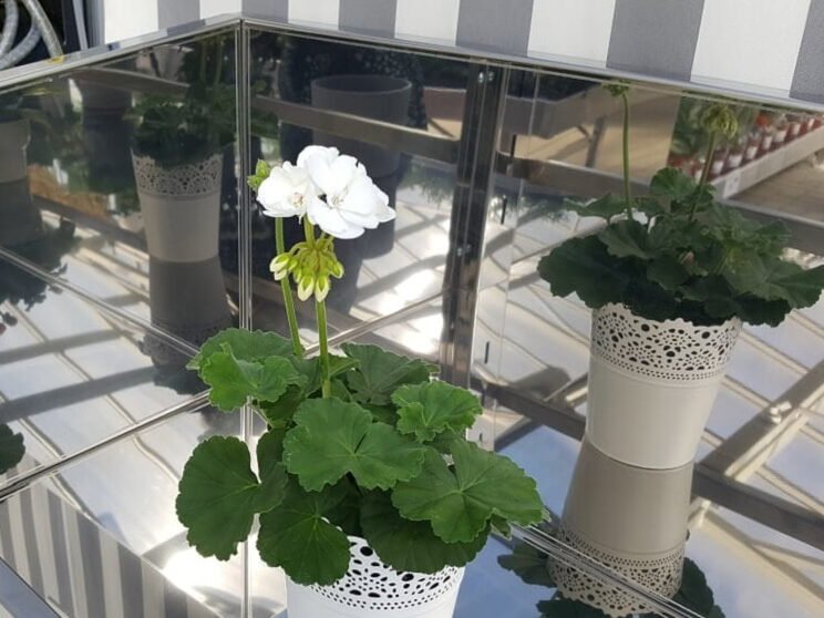 Flores de balcón clásicas: ¡estilo hipster urbano! 2