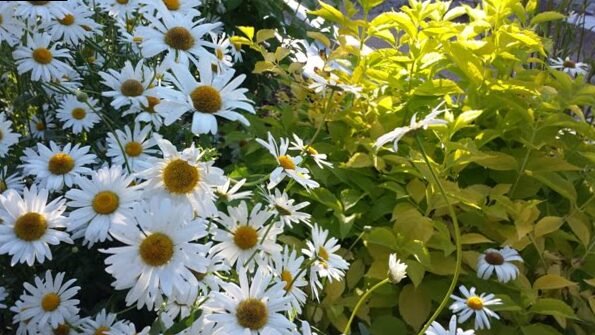 Hojas amarillas o espinas: un destello de sol en tu jardín 4