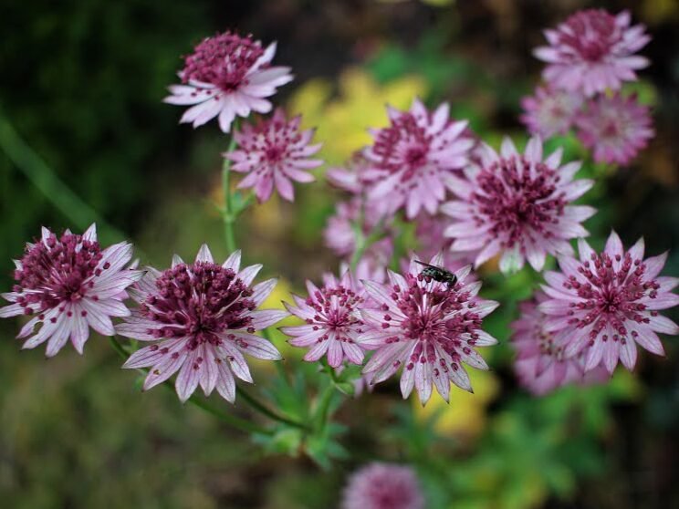 Ideas de jardín para primavera: ¿ya sabes cómo lo renovarás? / Carretilla amarilla
