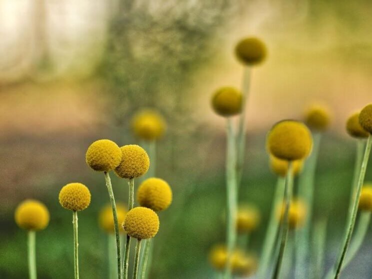 Ideas de plantas basadas en los colores Pantone del año 2021 publicados: 3