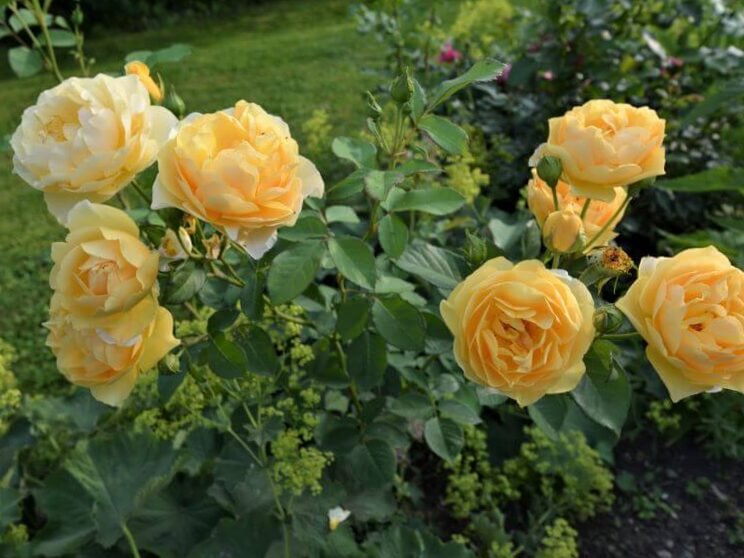 Ideas de plantas basadas en los colores Pantone del año 2021 publicados: 4