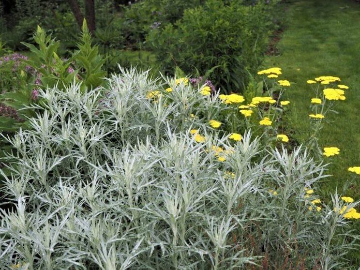 Ideas de plantas basadas en los colores Pantone del año 2021 publicados: 5