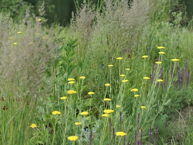 Ideas de plantas basadas en los colores Pantone del año 2021 publicados: 6