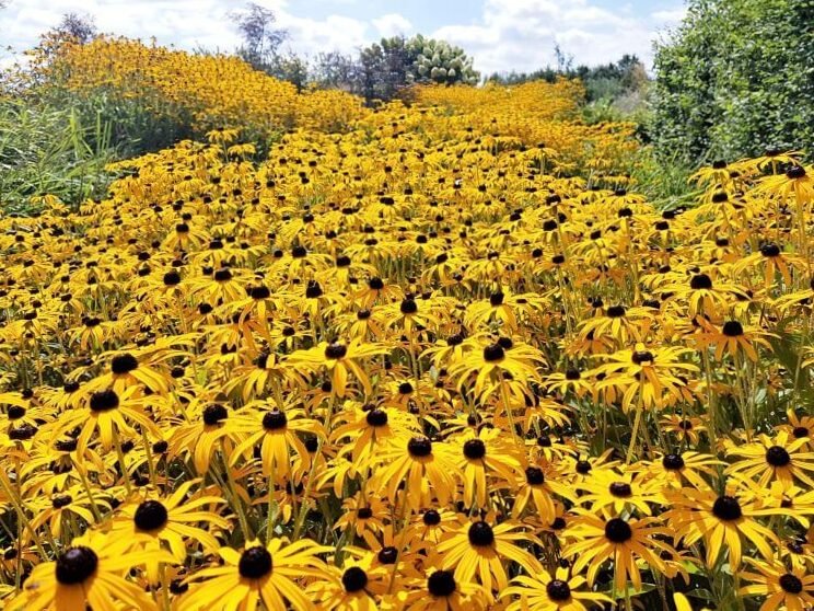 Ideas de plantas basadas en los colores Pantone del año 2021 publicados: 7