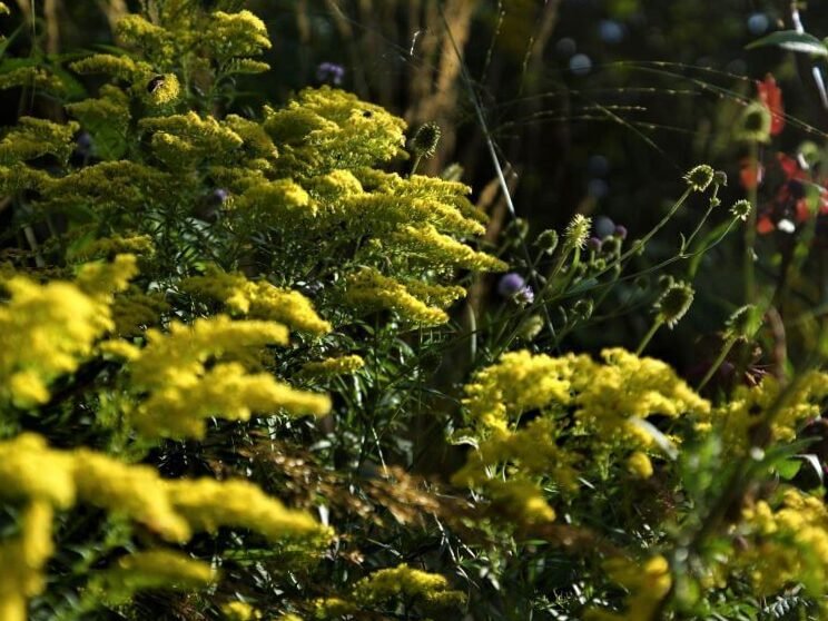 Ideas de plantas basadas en los colores Pantone del año 2021 publicados: 8