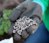 Plantar tomates en invernadero: como lo hago