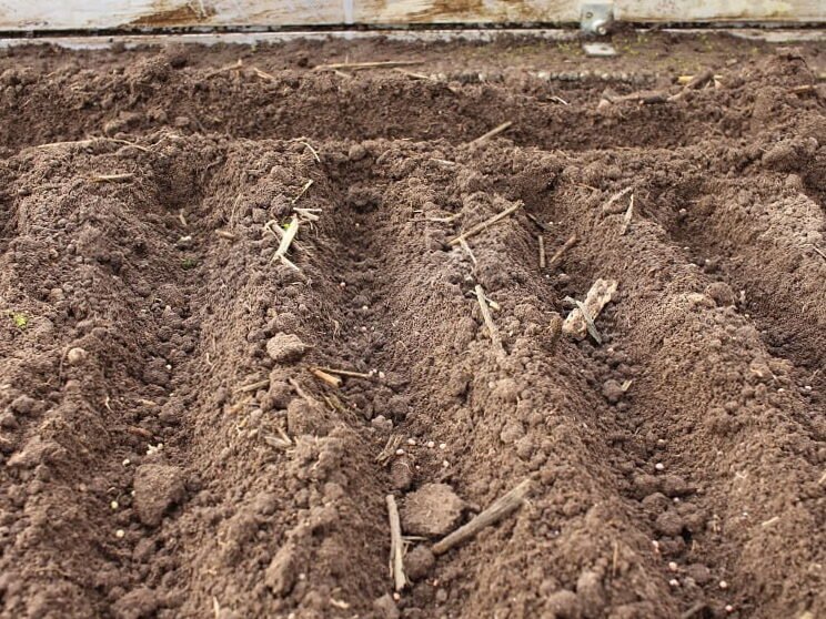 La primera siembra de hortalizas en invernadero en primavera: qué y cómo sembrar. 4