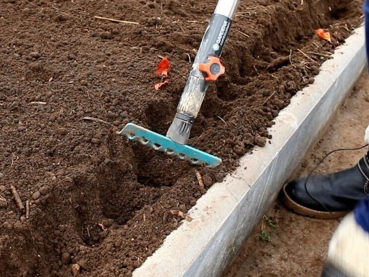 La primera siembra de hortalizas en invernadero en primavera: qué y cómo sembrar. 6