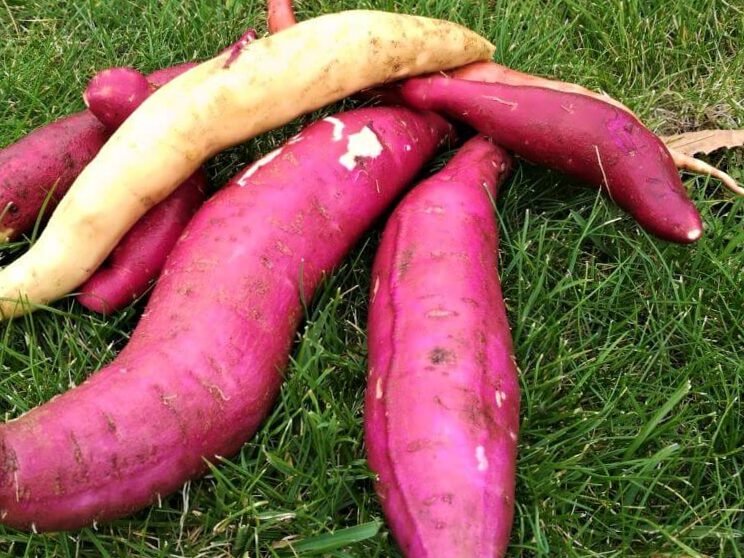 Las batatas también se pueden cultivar en Lituania: instrucciones de cultivo detalladas