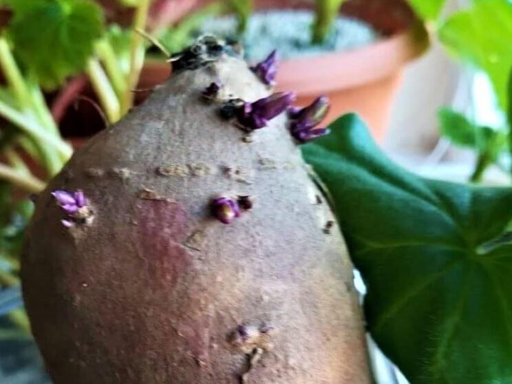 Las batatas también se pueden cultivar en Lituania: instrucciones de cultivo detalladas 2