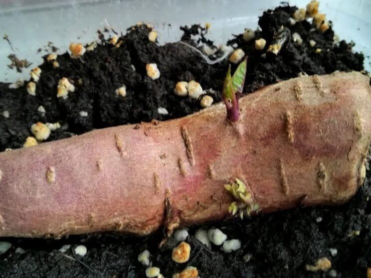 Las batatas también se pueden cultivar en Lituania: instrucciones de cultivo detalladas 3