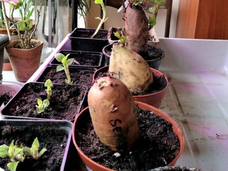 Las batatas también se pueden cultivar en Lituania: instrucciones de cultivo detalladas 4