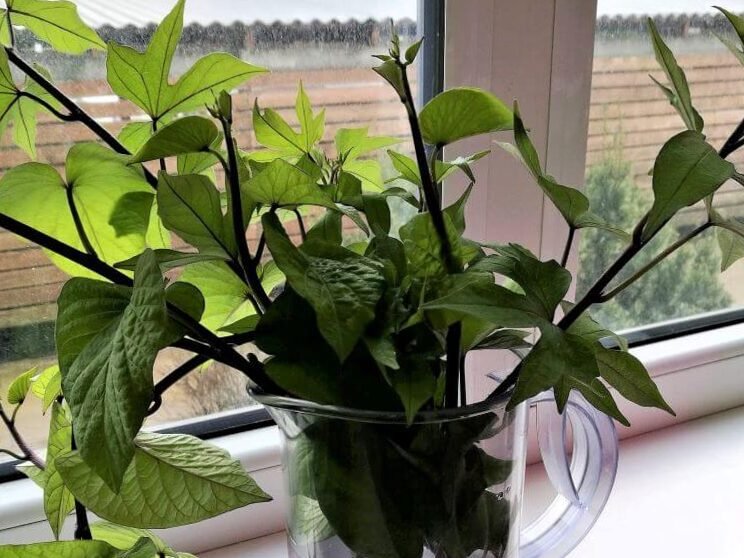 Las batatas también se pueden cultivar en Lituania: instrucciones de cultivo detalladas 5