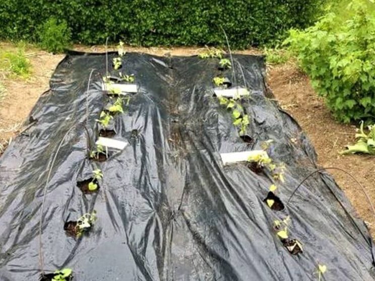 Las batatas también se pueden cultivar en Lituania: instrucciones de cultivo detalladas 6