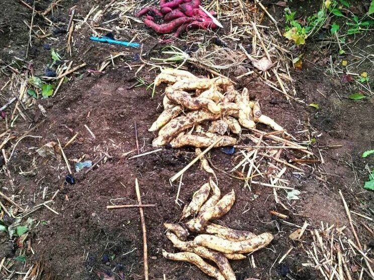 Las batatas también se pueden cultivar en Lituania: instrucciones de cultivo detalladas 8