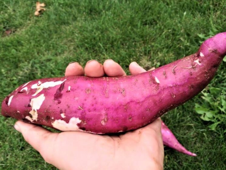 Las batatas también se pueden cultivar en Lituania: instrucciones de cultivo detalladas 9